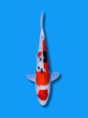 Maruten Sanke | Koi&Co.